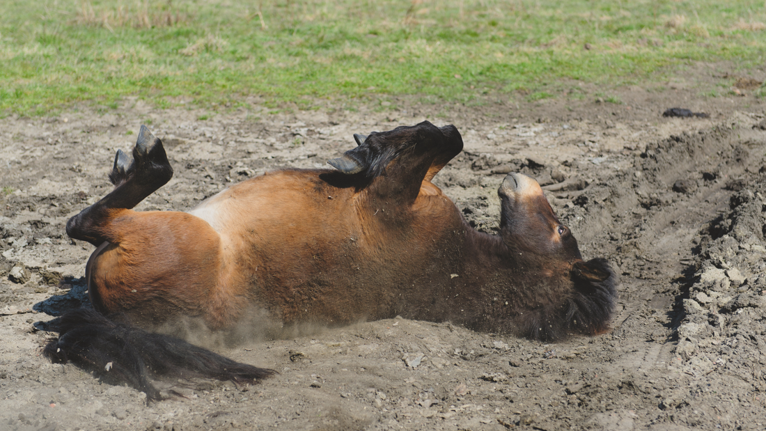Understanding Common Types of Colic in Horses and their Symptoms