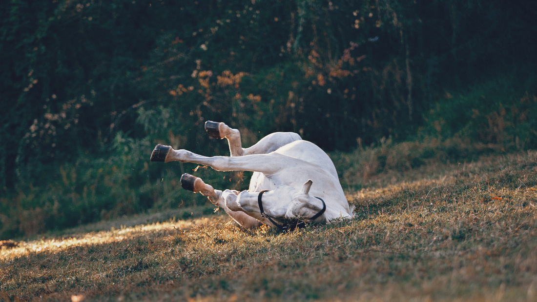 Preventing Colic in Horses