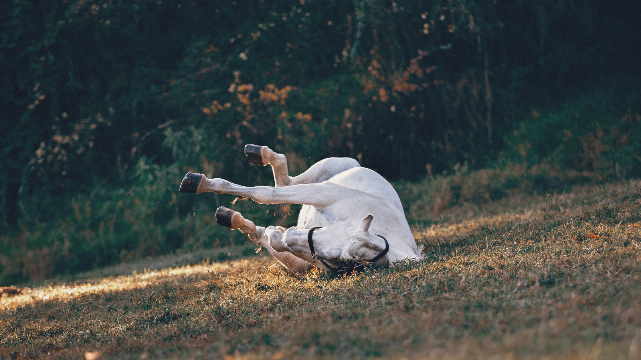 Preventing Colic in Horses