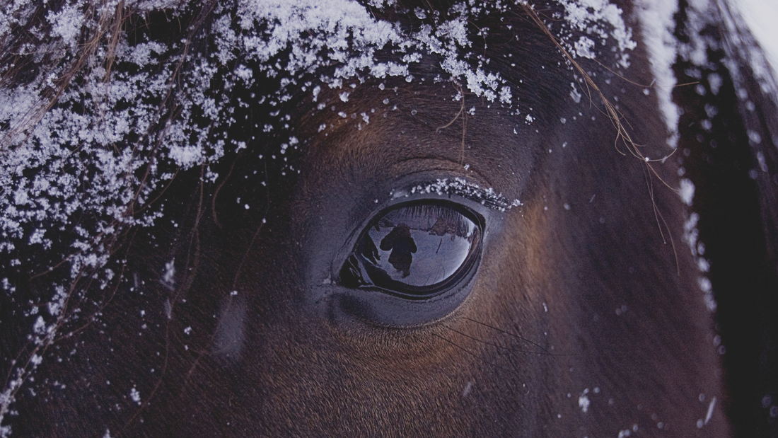 Recognising Subtle Signs of Stress and Pain in Your Horse