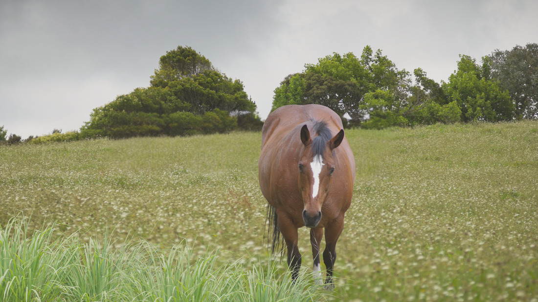 Recognising Signs of Obesity to Prevent Metabolic Disease and Keep Your Horse Healthy