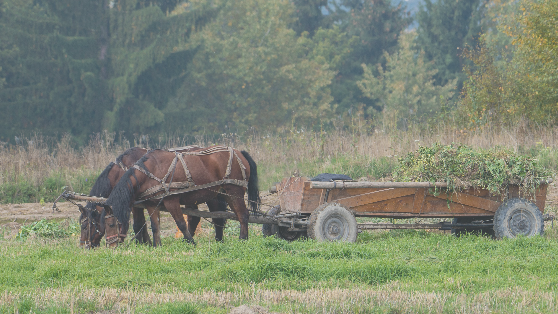 The Impact of Human Practices on Horses